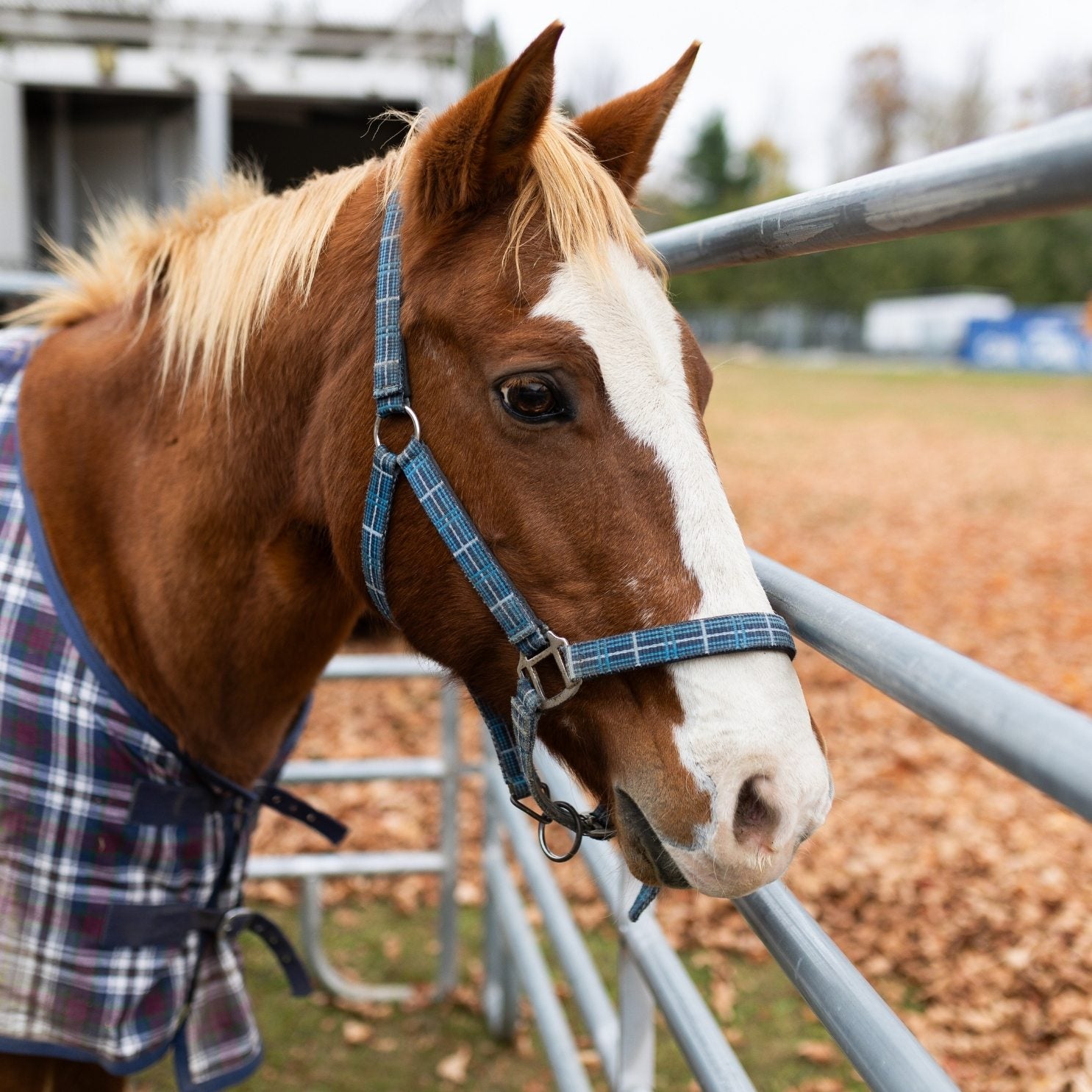 L’équitation au Collège François-Delaplace : une immersion éducative et ressourçante dans l’univers des chevaux